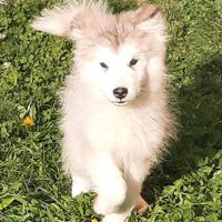 Alaskan Malamute cucciole