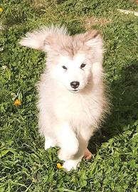 Alaskan Malamute cucciole