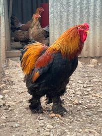 Gallo Brahma
