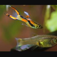 Guppy Endler