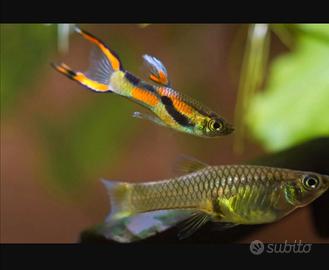 Guppy Endler