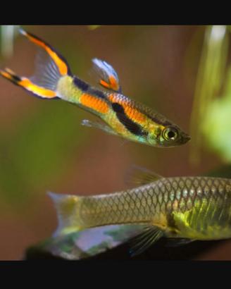Guppy Endler