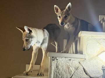 Cuccioli di Cane Lupo Cecoslovacco con pedigree