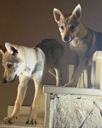 Cuccioli di Cane Lupo Cecoslovacco con pedigree