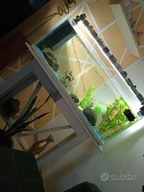 Pesci Guppy più acquario