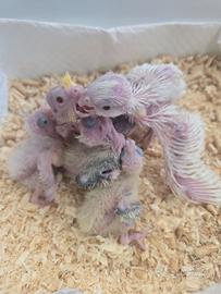 Pappagalli calopsite