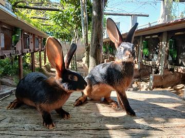 cuccioli di lepri belga nero focati