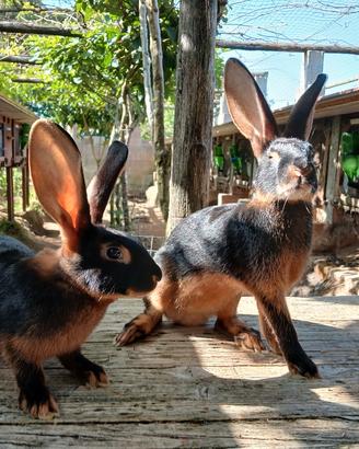 cuccioli di lepri belga nero focati