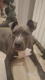 Pitbull