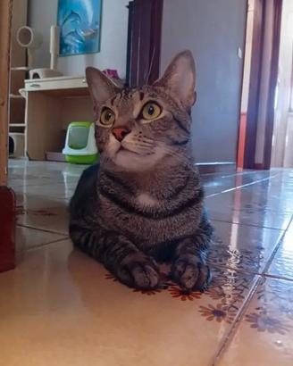 Due gattini ti aspettano