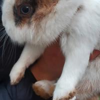 Coniglio nano da compagnia