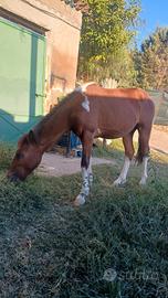 Poni