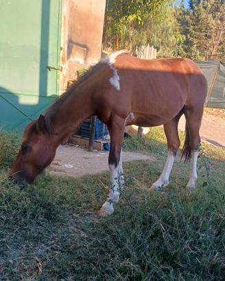 Poni