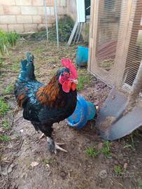 Gallo Marans 8 mesi
