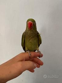 Parrocchetto collare allevato a mano
