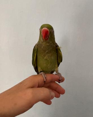 Parrocchetto collare allevato a mano