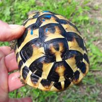 Testudo Hermanni Hermanni e Boettgeri