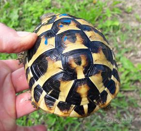 Testudo Hermanni Hermanni e Boettgeri