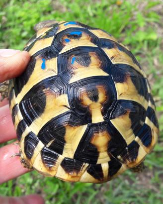 Testudo Hermanni Hermanni e Boettgeri