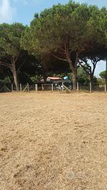 Terreno a 200m dal mare - Tarquinia loc. S. Giorgi