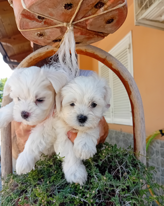 Maltese puro