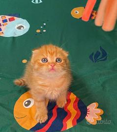 Scottish fold