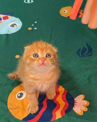 Scottish fold