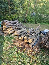 Legna da ardere ( Carpino bianco)