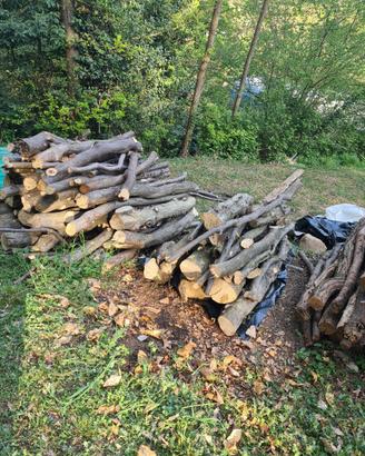 Legna da ardere ( Carpino bianco)