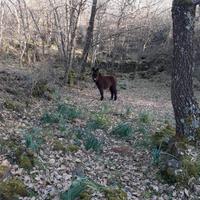 Cavallo