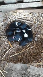 Cuccioli di border collie