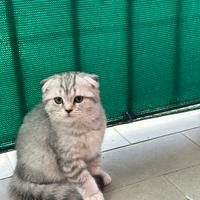 Gattini schottish Fold