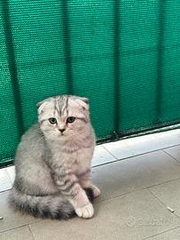 Gattini schottish Fold