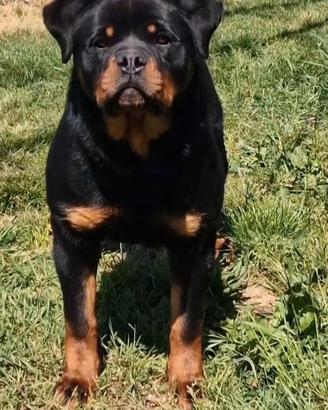 Rottweiler giovane femmina