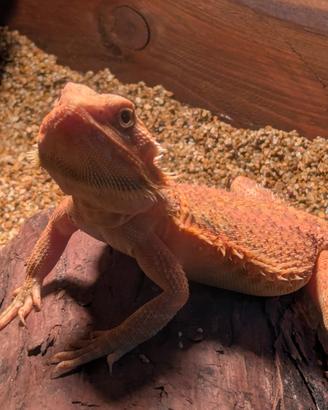 Pogona