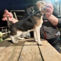Cucciolo caccia al coniglio