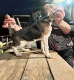 Cucciolo caccia al coniglio