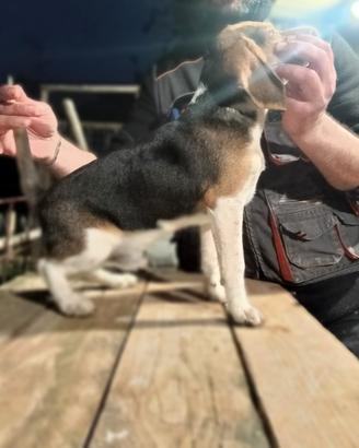 Cucciolo caccia al coniglio