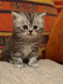 Gattino persiano