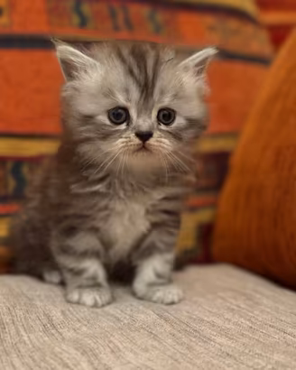 Gattino persiano