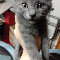 Adozione cuccioli gatto