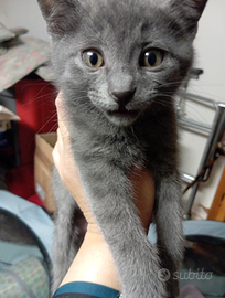 Adozione cuccioli gatto