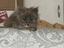 Immagine 3