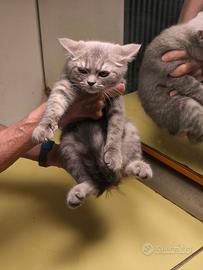 Gatti British shorthair