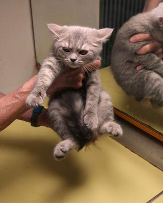 Gatti British shorthair