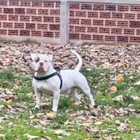 American Bully Standard