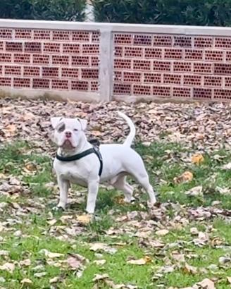 American Bully Standard