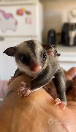 Cuccioli di petauro
