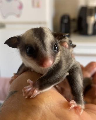 Cuccioli di petauro