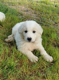 Orsacchiotti cuccioli in adozione
